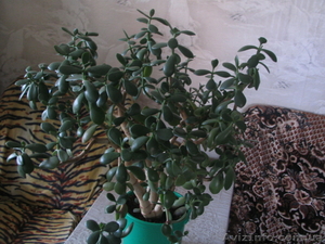 Продам денежное дерево не дорого. #604761