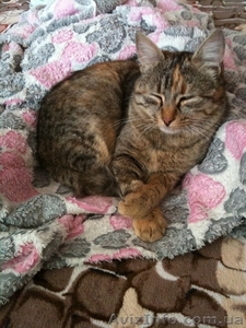 Пропала кошечка в районе пятиэтажек по ул. Озимая,  Каменка. #578769