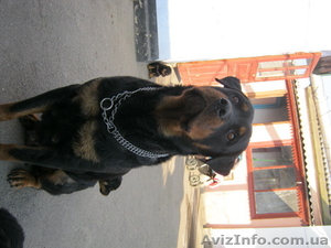 Ротвейлеры щенки срочно!!!! #589144