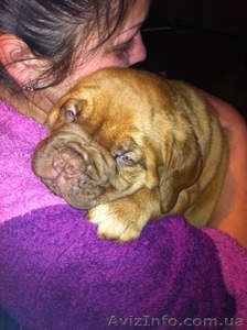 щенки бордоского дога-шоу класс срочно недорого #586576