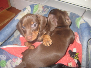 продам  карликовіх таксят #586614