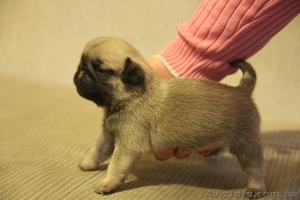 продам породистых щенков мопса #561629