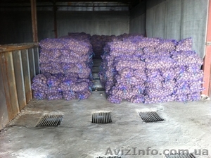 Продам картофель!!!!!!!!! #590084