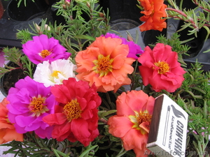 сурфиния- петуния-гацания-портулак умбратикола #602594