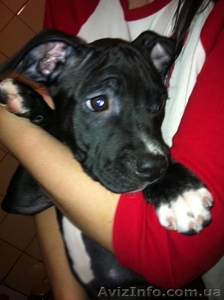 Девчонки (сука) Американского Стаффордширского терьера от настоящих Стаффордов. #592834