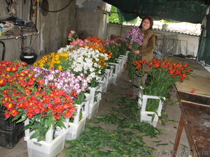 Продам посадочный материал альстромерии #588989