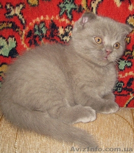 Лиловый шотландский вислоухий котик #560195