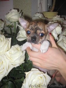 Чихуахуа тигровый мальчик #582083