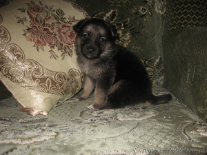 Продам щекнов восточно-европейской породы #574060