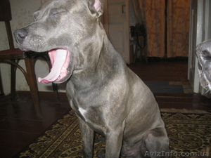 продам кобеля амстафа 8 месяцев #594474