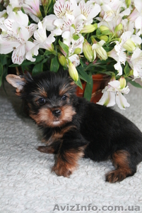 Лучшие щеночки йорка #561730
