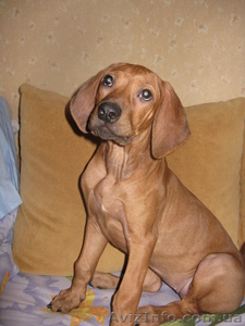 риджбек родезийский  #604802