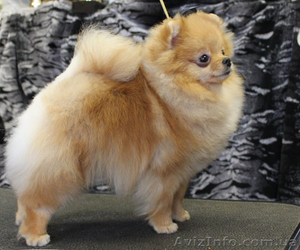 Померанского шпица #562176