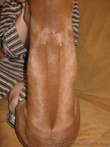 родезийский риджбек,  щенок #604781