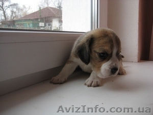 щенки бигль,  с  родословной КСУ- #581154