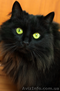 Девочка чёрный бархат ищет семью,  10 месяцев #593532