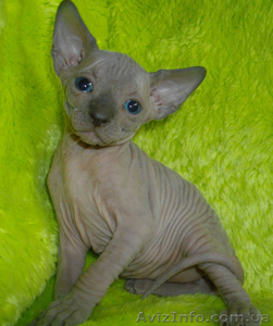 Канадик голубой минк #602563