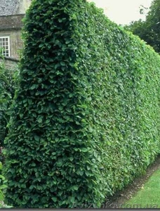 Живые изгороди.Саженцы сосны, берёзы, дуба, клена, липы, ясеня,  граба, барбариса, тёрна #604064