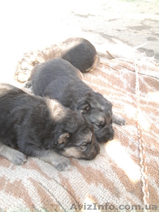 Чистокровные немцы #586419