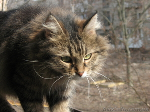 Отдам квартирную кошку #595555