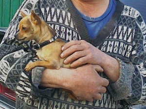 Вязка. Чихуахуа мальчик #604186