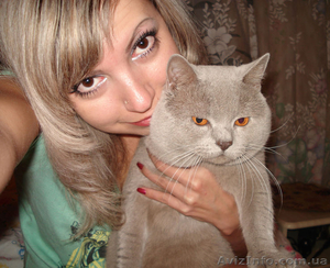 Вязка скотишстрайт лилового окраса #575171