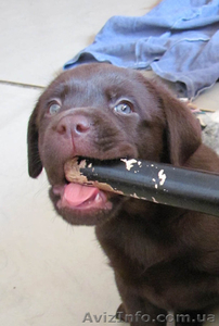 Лабрадор ретривер щенки на продажу #472817
