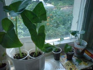 Каллы,  Финиковые пальмы #567952