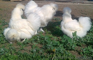 Фазани Куры Перепела #574578