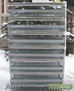 продам перепелов #582853