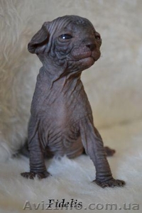 Exclusive! Элитные котята канадского сфинкса. Весна со сфинксом! #576433