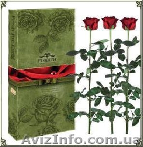 Гуртовий продаж довгосвіжих (до 5 років) троянд з Франції #571404