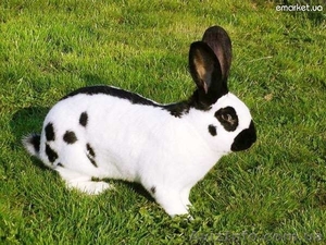 Кролики. Разведение и продажа. #577859