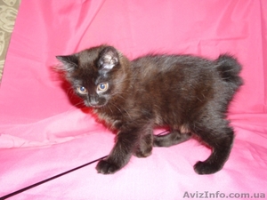 Продам котёнка Курильского бобтейла #505171