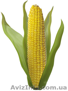 Продажа посевного материала  #571526