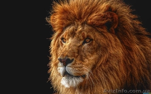 Video Lion Studio #586932