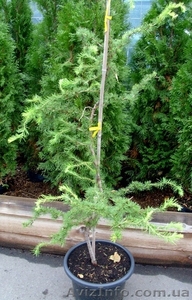  Лиственница японская Diana Co 25  Ландшафтный дизайн, озеленение   #579063