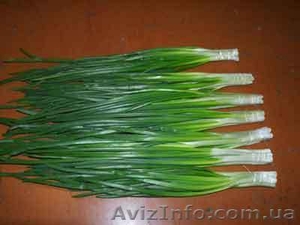 Продам Зеленый лук. Донецк #579631
