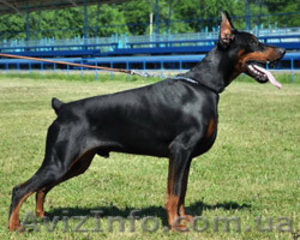 Предлагаются породные щенки добермана #592469