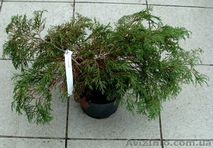  Микробиота перекрестнопарная Co 2  Ландшафтный дизайн, озеленение   #579070