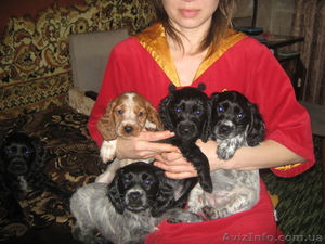 продам щенков русского спаниеля #565298