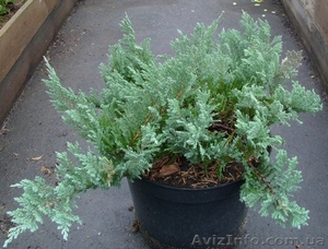  Можжевельник горизонтальный Glauca Cо 3  Ландшафтный дизайн, озеленени #583856