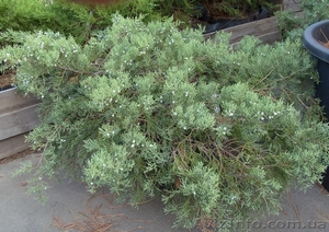 Можжевельник виргинский Grey Owl Co 10  Ландшафтный дизайн, озеленение  #583854