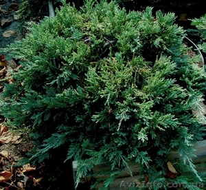 Можжевельник горизонтальный Blue Chip Co 10  Ландшафтный дизайн, озелен #583859