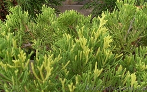 Можжевельник китайский Expansa Aureospicata Co 5 Ландшафтный дизайн, о  #603916