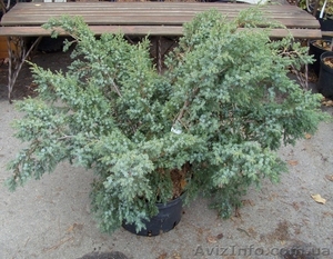 Можжевельник китайский Blue Alps Co 20  Ландшафтный дизайн, озеленение  #603918