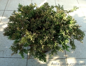 Можжевельник горизонтальный Prince of Wales Co 5 Ландшафтный дизайн, о  #603920