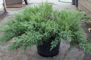 Можжевельник казацкий Rockery Gem Co 5  Ландшафтный дизайн, озеленение  #603922