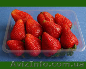 Продам саженцы клубники Альбион, Королева Елизавета-2, Сан-Андреас  #588226