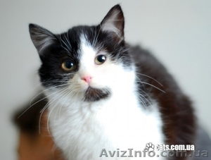 Милашка-очаровашка ищет семью #593544